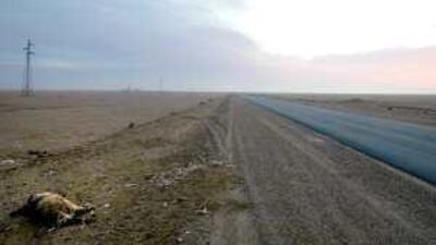 Dead livestock by the road in the Hasika province of eastern Syria three months ago.