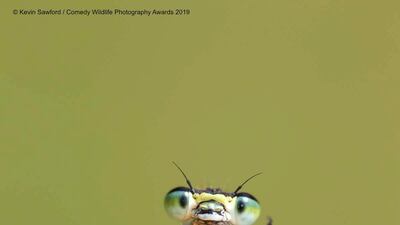 A damselfly in Norfolk, England waves to the camera. Kevin Sawford / The Comedy Wildlife Photography Awards 2019