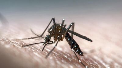 One type of the malaria parasite, known as Plasmodium falciparum, or P. Falciparum, causes half of all malaria cases and around 90 percent of the deaths. Getty images