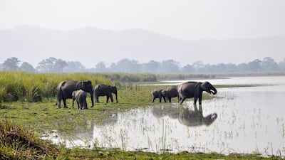 Elephants in Kaziranga National Park. The park, in Assam, is also credited with almost single-handedly keeping the Indian one-horned rhino from the brink of extinction. Hermes Images / AGF / UIG via Getty Images