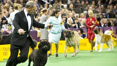 Matisse, a Portuguese Water Dog (L) wins the Working Group competition during the final day. Stephen Chernin/EPA