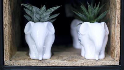 Find indoor plant arrangements using succulents and cacti sourced from national and international suppliers, that were arranged by people of determination. Reem Mohammed / The National