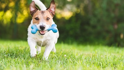 A Jack Russell terrier