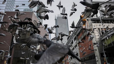 Birds take flight from a street in Manhattan, New York City. Reuters