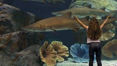 The aquarium at The Dubai Mall. Courtesy Dubai Aquarium