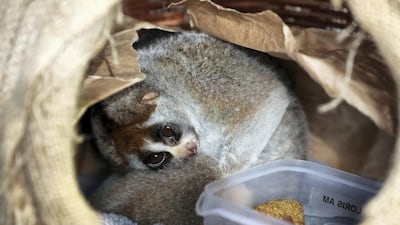Lonely Loris inside his den at Green Planet. He sleeps most of the day and is awake at night. Pawan Singh / The National