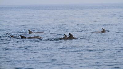 An interactive map allows people to log details of where and when they see dolphins in coastal water. The information allows the UAE Dolphin Project to investigate the dolphin population along the coastline.