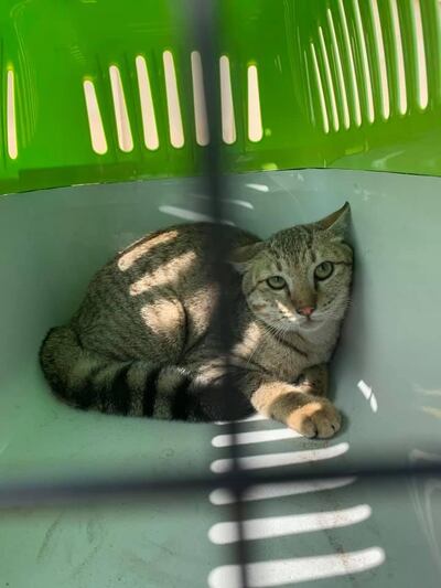 The cat saved by police after becoming stranded on Sheikh Zayed bin Sultan Street. Courtesy Simone Cutting
