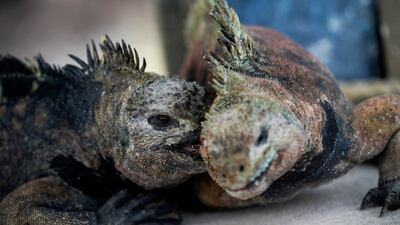 Marine iguanas fight with each other on Santa Cruz Island. Ecuador has announced the expansion of a marine reserve that will encompass 198,000 square kilometres in its Galapagos National Park. Reuters