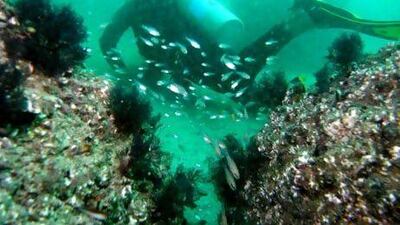 New things to do: diving in Fujairah.