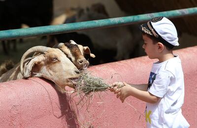 Feed goats, donkeys, sheep and more at the petting zoo at Arabia's Wildlife Centre. Photo: Pawan Singh / The National