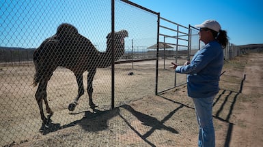 Manda Butler watches over Fabio the camel as he shows his dulla during mating season. Joshua Longmore / The National