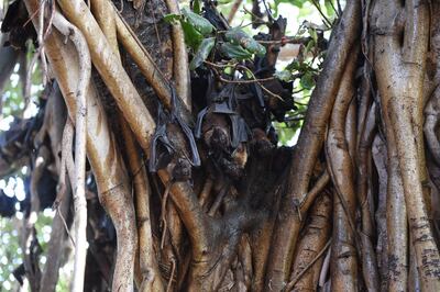 Fruit bats are the main carriers of the Nipah virus, which has killed three people in the south Indian state of Kerala. Sam Panthaky / AFP