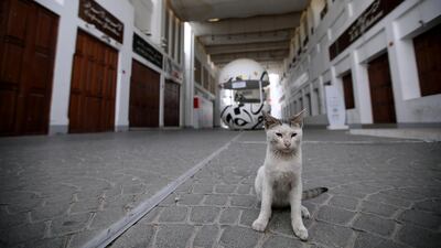 A cat is seen in the street of a closed souq, following the outbreak of coronavirus disease (COVID-19), in Manama, Bahrain, March 31, 2020. REUTERS/Hamad I Mohammed