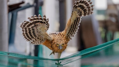 Partha Roy from Singapore won the silver in the Urban Wildlife category. He took a picture of a buffy fish owl in Singapore