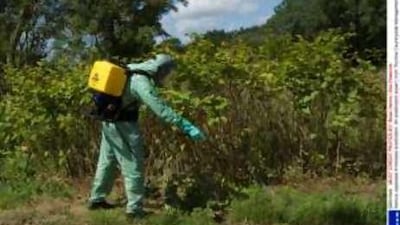 An eradication expert sprays an invasive growth of Japanese Knotweed at Metfield in Suffolk, UK.