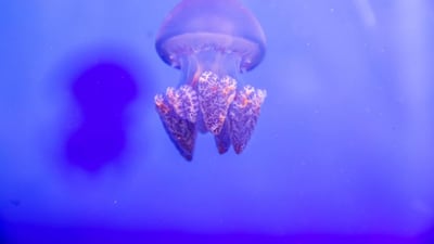 Blue Bubbler Jelly Fish at Dubai Aquarium and Underwater Zoo. Courtesy Dubai Aquarium and Underwater Zoo