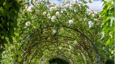The rose walk which leads to a rose garden