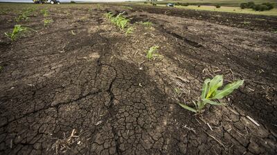 A drought-afflicted field in Mpumalanga province, South Africa. Eight of South Africa’s nine provinces have been declared disaster areas because of a lack of rainwater. Waldo Swiegers / Bloomberg