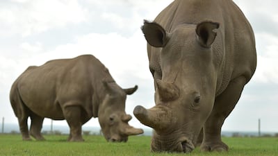 Najin (L) and Fatu, the only two remaining female northern white rhinos graze in their paddock on March 20, 2018 at the ol-Pejeta conservancy in Nanyuki, north of capital Nairobi. AFP