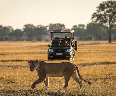 Wilderness Safaris has launched a new itinerary dedicated to lion conservation. Photo: Wilderness Safaris
