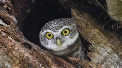 An Indian spotted owl looks out from its nest in a tree in Guwahati. AFP