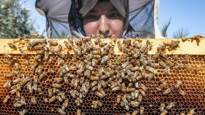 A Palestinian beekeeper inspects a frame from a hive at her farm in the Palestinian village of Khuzaa in the eastern part of Khan Yunis, in the southern Gaza Strip. AFP