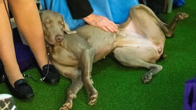 Spent: A dog is pet during breed judging at the 144th Annual Westminster Kennel Club Dog Show on February 9, 2020. Reuters
