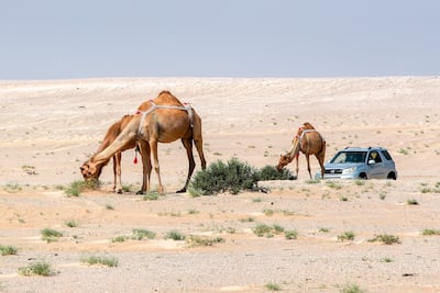 Camels grazing in the Al Ghiyathi desert area in Abu Dhabi. Victor Besa / The National
