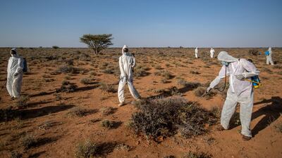 Pest-control sprayers demonstrate their work on the thorny bushes in the desert that is the breeding ground of desert locusts for a visiting delegation of Somali ministry officials. AP