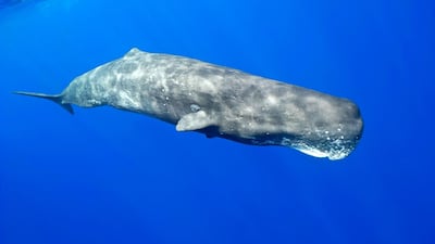 Sperm whale