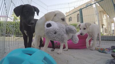 A royal decree in Umm Al Quwain states stray dogs and cats will be seized and held in designated pens