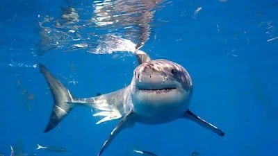 Promoting shark cartilage as a cancer cure, despite a lack of scientific evidence, fuels the slaughter of sharks according to marine experts. Getty Images