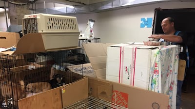 Veterinarians tend to the animals rescued from the fire in the Oroville shelter. AFP