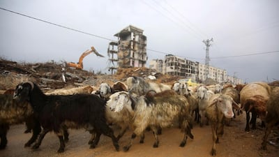 Goats pass buildings in Beit Hanoun, which were decimated during the 2014 Israel-Gaza conflict. The village is close to the Israeli border and was the scene of fierce fighting. Much reconstruction has yet to take place. Photo NurPhoto via Getty Images.