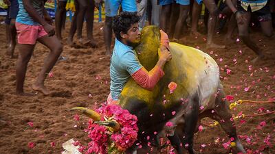 A participant tries to control a bull during the annual bull taming event Jallikattu in Palamedu village on the outskirts of Madurai in the southern state of Tamil Nadu. AFP