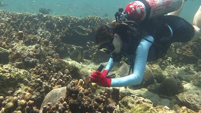 The phenomenon of coral bleaching has been attributed to climate change and warming oceans. Courtesy NYU Abu Dhabi