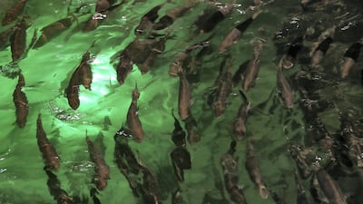 The salmon is farmed to market size, which is 3-5 kilograms.