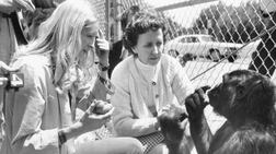 Koko, a four and a half year old gorilla, who was taught some sign language. Francine "Penny" Patterson, graduate student at Stanford and main instructor of Koko, asks the gorilla if she is hungry and Koko is answering back that she is. A breakthrough in communication could reshape food systems, environmental ethics and human-animal relationships.