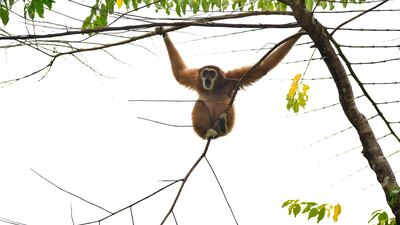 An owa, or white-handed gibbon, swings on a tree after being released into the wild, to mark the animal day in Sampoiniet of the Aceh province in Indonesia. AFP