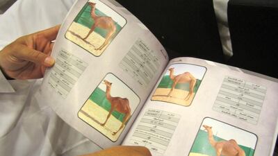 A man surveys the young camels on auction at the Abu Dhabi International Hunting and Equestrian Exhibition (Anna Zacharias / The National / September 2014) .