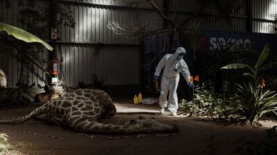 A student in hazmat suit moves around a taxidermied giraffe at the "crime scene" set up in the warehouse of the Wildlife Forensic Academy in the Buffelsfontein Game and Nature Reserve near Cape Town, on April 16, 2025. The crime scene was carefully set up by the Wildlife Forensic Academy, a training centre that aims to fight poaching by teaching investigation skills to rangers, conservation officers, law enforcement and students. Set inside a sunny warehouse in a private game reserve an hour north of Cape Town, the academy recreates poaching scenarios featuring taxidermied victims like "Frikkie", the rhino who was poached a few years ago. By teaching how to protect a crime scene, find and collect evidence and later present a testimony in front of a court, they hope to strengthen prosecution of wildlife crime across Africa. (Photo by MARCO LONGARI / AFP)