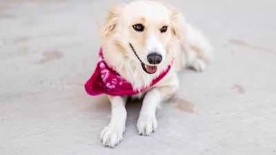 Adelaide the mixed breed: This gentle, loving little girl is extremely calm and patient with children of all ages. She always seems to know who's reading and makes sure to give them all of her attention. Reem Mohammed / The National