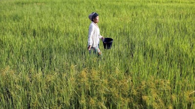 A farmer works in a rice field in Khon Kaen. Thailand should be able to ship 9.7 to 10 million tonnes of rice this year, exceeding an earlier industry forecast for 9.5 million tonnes this year. Jorge Silva / Reuters