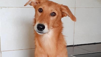 NAME: Emily. SEX: Female. DATE OF BIRTH: 03.12.2019. SIZE (when fully grown): Medium. BREED: Mix. INFO: Emily was born and raised at an equestrian centre and arrived at K9 Friends with eight siblings. She is a well socialised, energetic pup and good with other dogs. For more information on adoption, call the office on 04 887 8739 Saturday, Tuesday, or Thursday 9am-1pm.