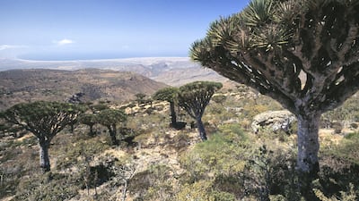 Dragon tree plants of Socotra (Dracaena cinnabari), Socotra Island (Unesco World Heritage List, 2008), Yemen. Getty Images