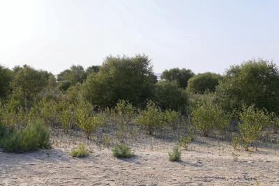 Millions of mangroves will be planted at the Dubai Mangroves Forest at the Jebel Ali Wildlife Sanctuary as part of the emirate's 2040 plan for 60 per cent of land to be covered with nature reserves. Pawan Singh / The National