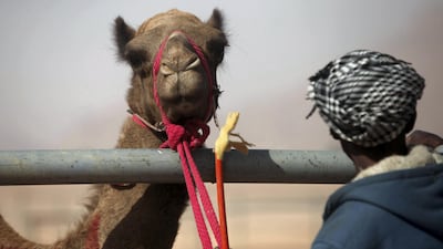 Jordanians race their camels in front of Sheikh Sultan bin Hamdan bin Zayed, President of the Arab Camel Racing Federation and with the presence of Prince Asem bin Nayef, vice president of the Jordan Royal Equestrian Federation, during the annual camel race in Wadi Rum, Jordan. Salah Malkawi / The National