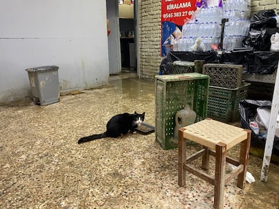 Cat Pekize eats food on a floor dirtied by receding flood waters in her owners' electronics repair shop in the Ayazaga district of Istanbul on Monday October 19, 2026 .(Lizzie Porter/The National)