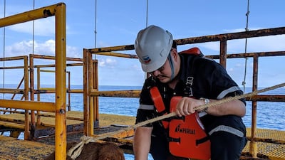 A dog gets some care after being found swimming 136 miles from shore in the Gulf of Thailand. Reuters